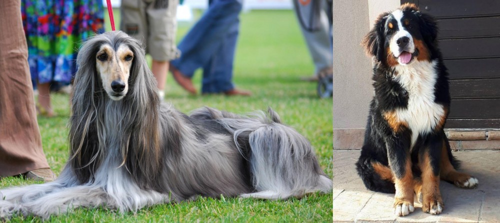Mountain Burmese vs Afghan Hound - Breed Comparison