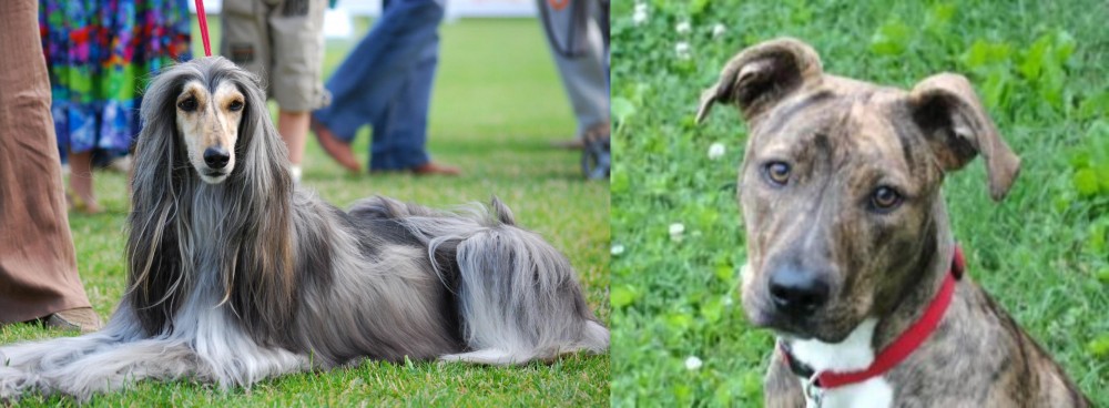 Mountain Cur vs Afghan Hound - Breed Comparison
