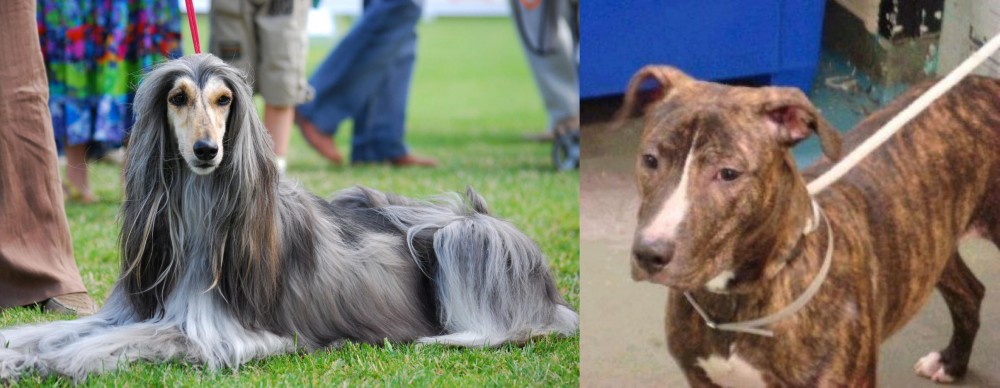 Mountain View Cur vs Afghan Hound - Breed Comparison
