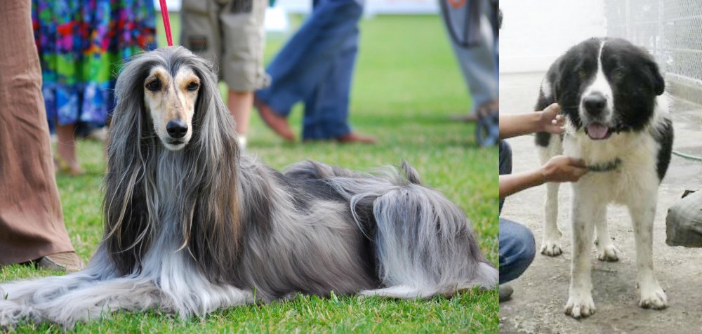 Mucuchies vs Afghan Hound - Breed Comparison