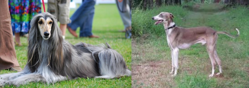 Mudhol Hound vs Afghan Hound - Breed Comparison