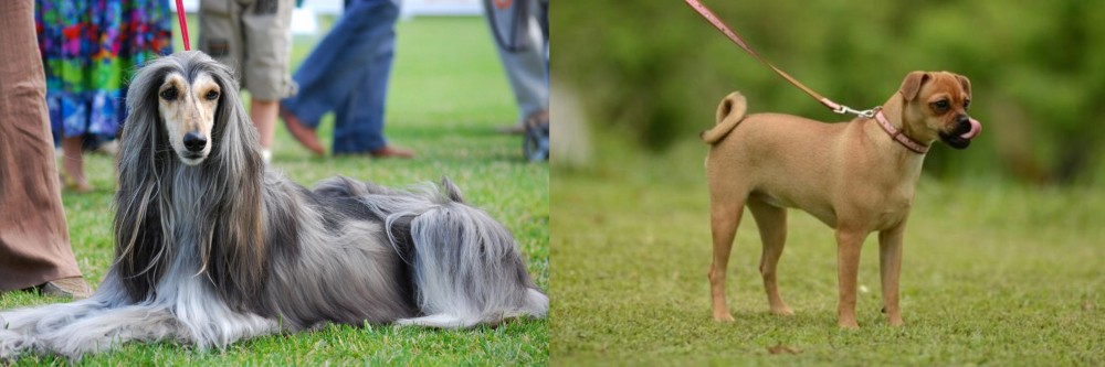 Muggin vs Afghan Hound - Breed Comparison