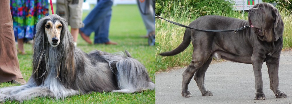 Neapolitan Mastiff vs Afghan Hound - Breed Comparison