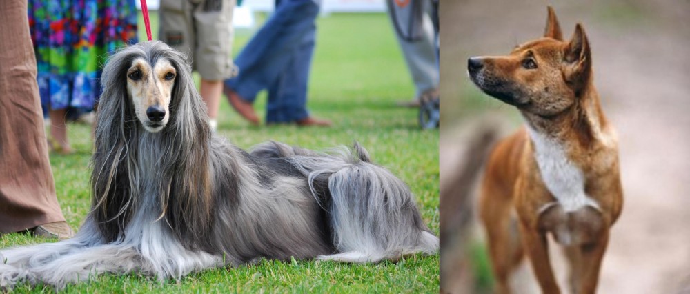 New Guinea Singing Dog vs Afghan Hound - Breed Comparison