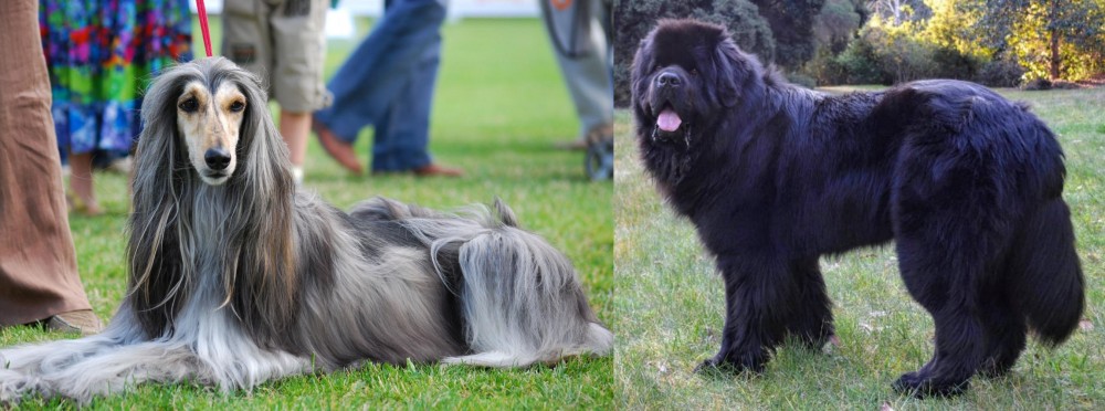 Newfoundland Dog vs Afghan Hound - Breed Comparison