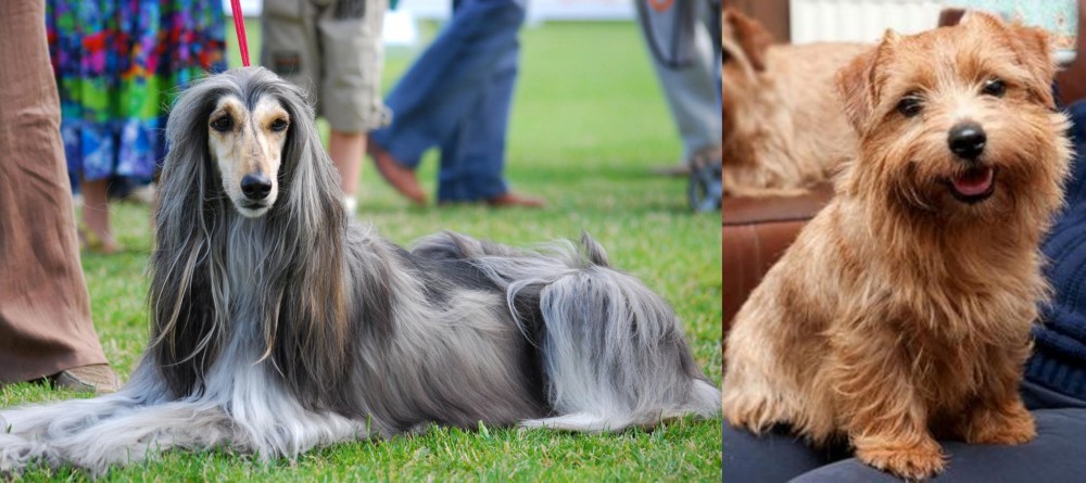 Norfolk Terrier vs Afghan Hound - Breed Comparison