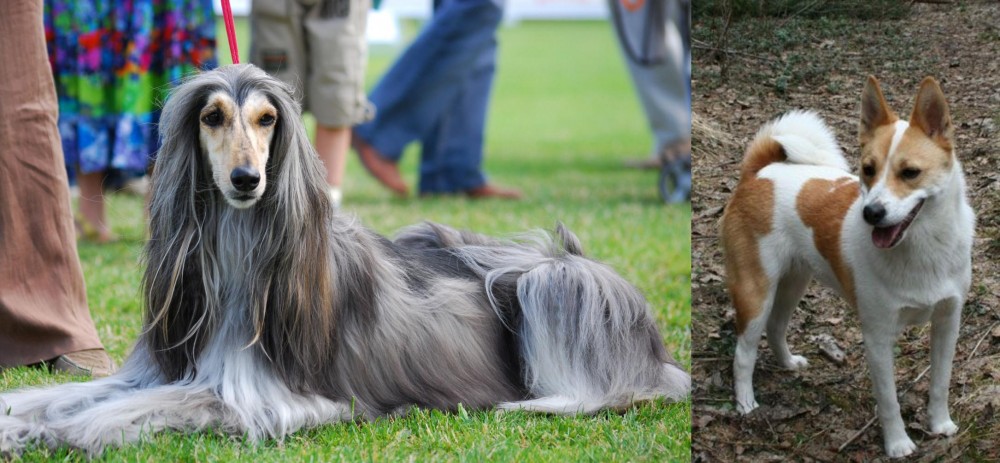 Norrbottenspets vs Afghan Hound - Breed Comparison