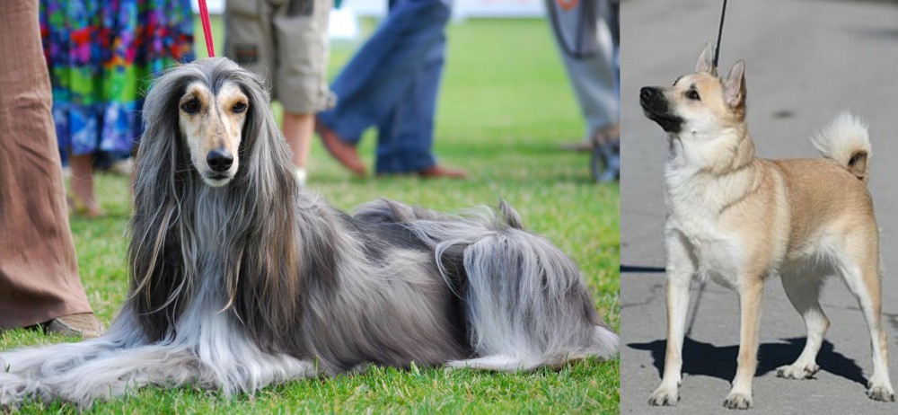 Norwegian Buhund vs Afghan Hound - Breed Comparison
