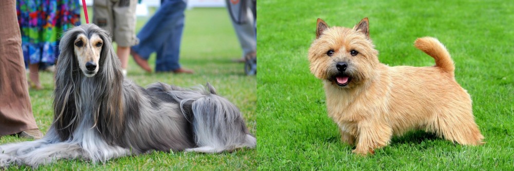 Norwich Terrier vs Afghan Hound - Breed Comparison