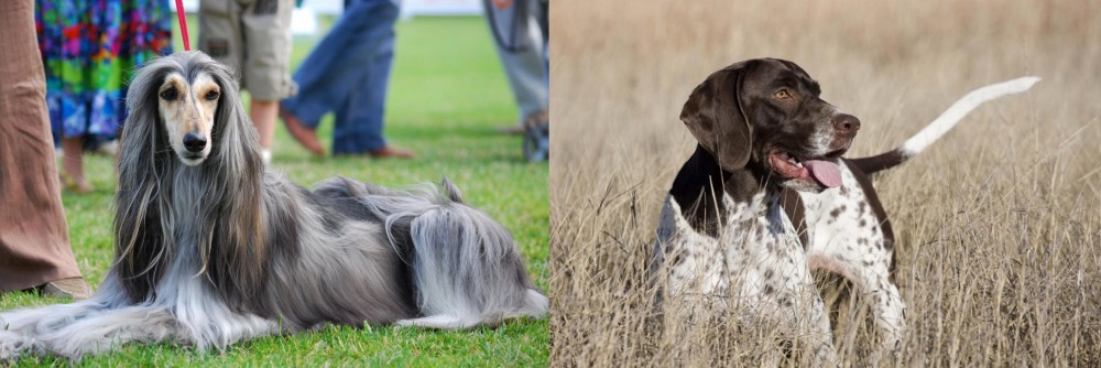 Old Danish Pointer vs Afghan Hound - Breed Comparison