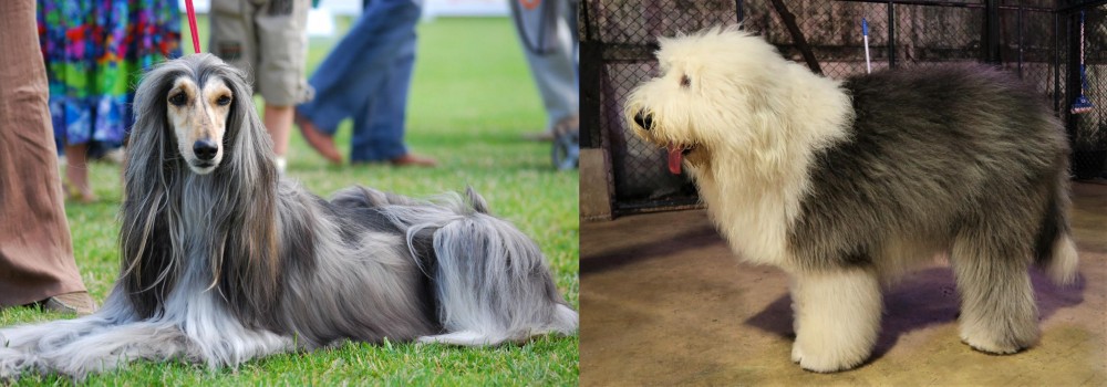 Old English Sheepdog vs Afghan Hound - Breed Comparison
