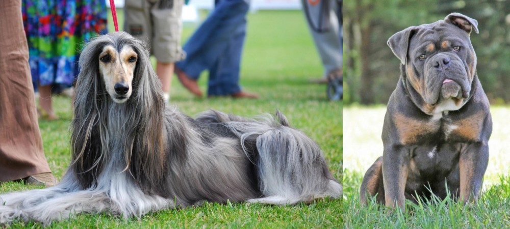 Olde English Bulldogge vs Afghan Hound - Breed Comparison