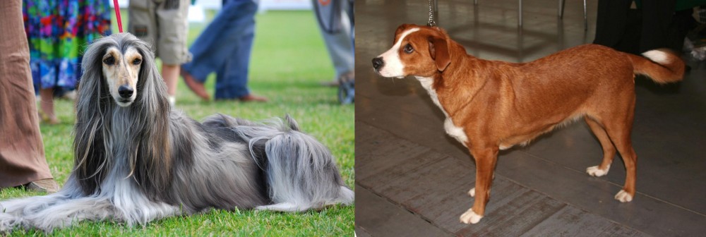 Osterreichischer Kurzhaariger Pinscher vs Afghan Hound - Breed Comparison