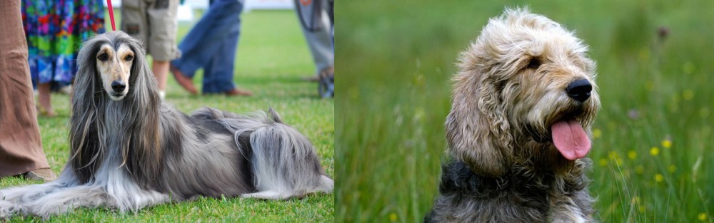 Otterhound vs Afghan Hound - Breed Comparison