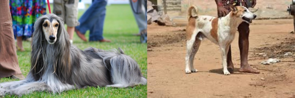 Pandikona vs Afghan Hound - Breed Comparison