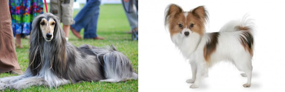 Papillon vs Afghan Hound - Breed Comparison