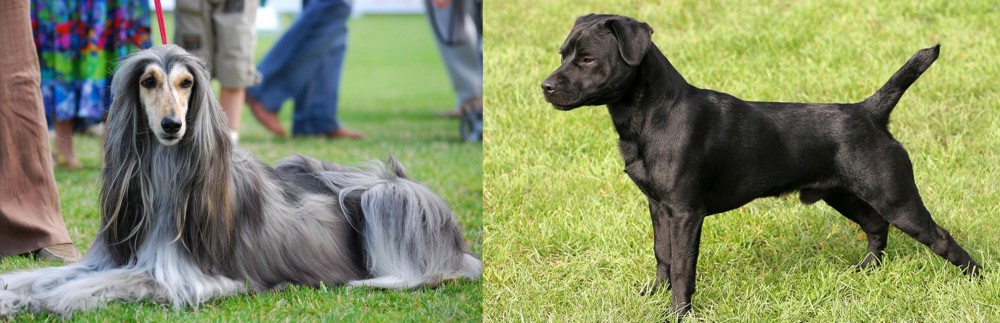 Patterdale Terrier vs Afghan Hound - Breed Comparison