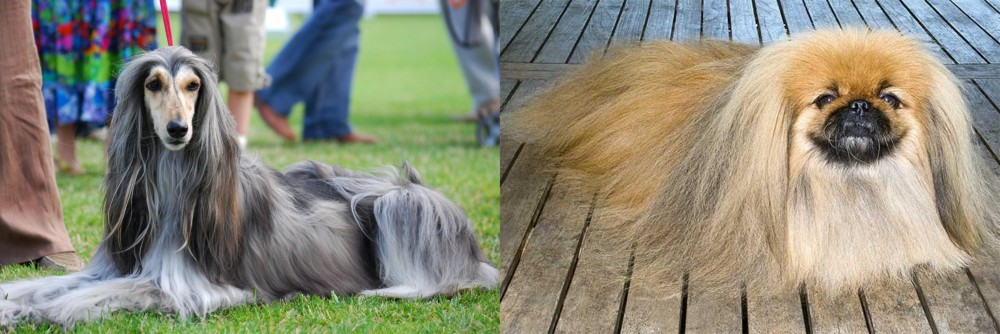 Pekingese vs Afghan Hound - Breed Comparison