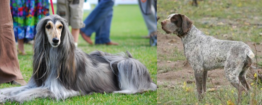 Perdiguero de Burgos vs Afghan Hound - Breed Comparison