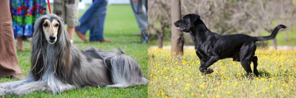 Perro de Pastor Mallorquin vs Afghan Hound - Breed Comparison