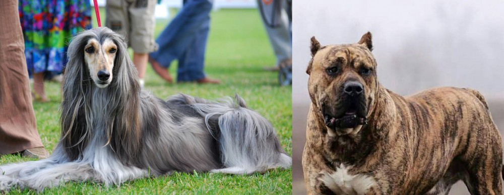 Perro de Presa Canario vs Afghan Hound - Breed Comparison