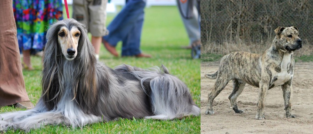 Perro de Presa Mallorquin vs Afghan Hound - Breed Comparison