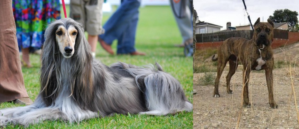Perro de Toro vs Afghan Hound - Breed Comparison