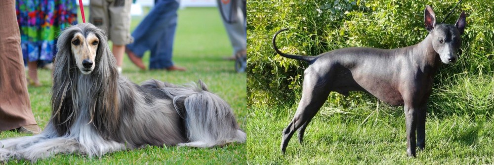 Peruvian Hairless vs Afghan Hound - Breed Comparison