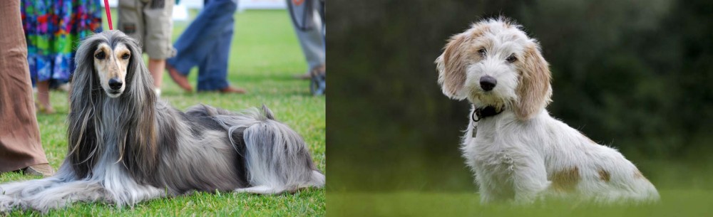 Petit Basset Griffon Vendeen vs Afghan Hound - Breed Comparison