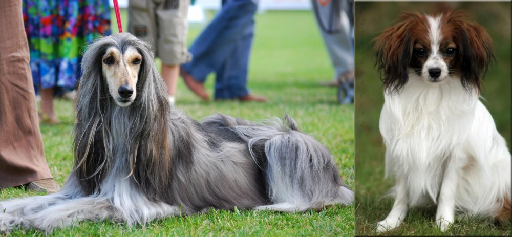 Phalene vs Afghan Hound - Breed Comparison