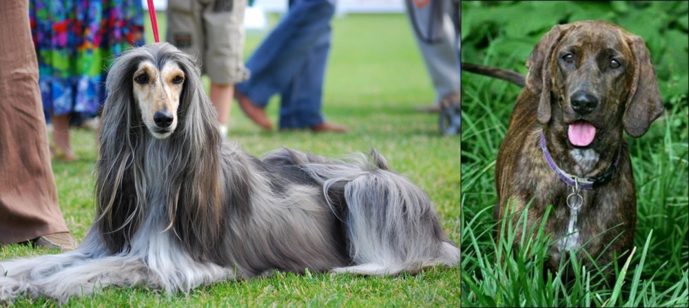 Plott Hound vs Afghan Hound - Breed Comparison