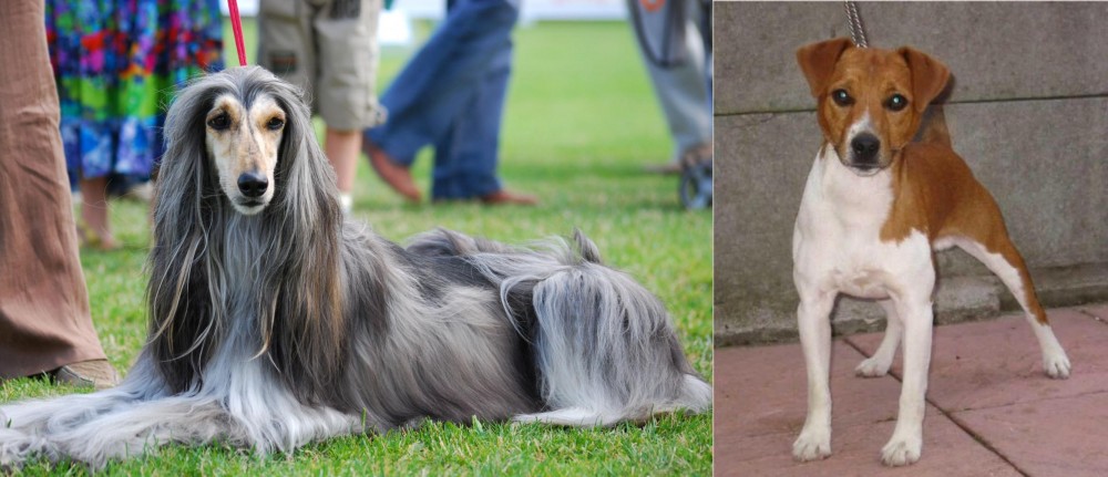 Plummer Terrier vs Afghan Hound - Breed Comparison