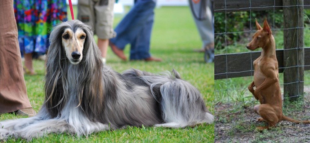 Podenco Andaluz vs Afghan Hound - Breed Comparison