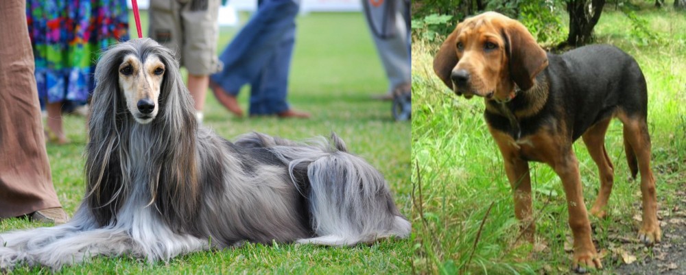 Polish Hound vs Afghan Hound - Breed Comparison