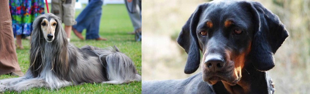 Polish Hunting Dog vs Afghan Hound - Breed Comparison
