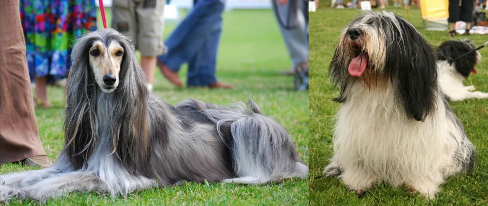 Polish Lowland Sheepdog vs Afghan Hound - Breed Comparison