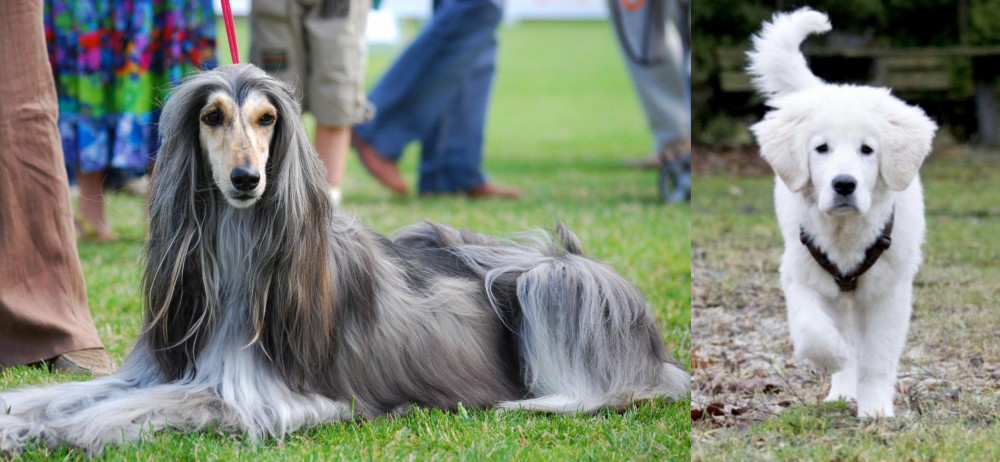 Polish Tatra Sheepdog vs Afghan Hound - Breed Comparison