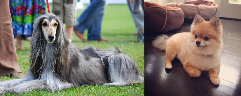 Pomeranian vs Afghan Hound - Breed Comparison