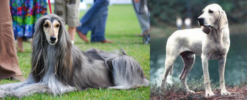 Porcelaine vs Afghan Hound - Breed Comparison