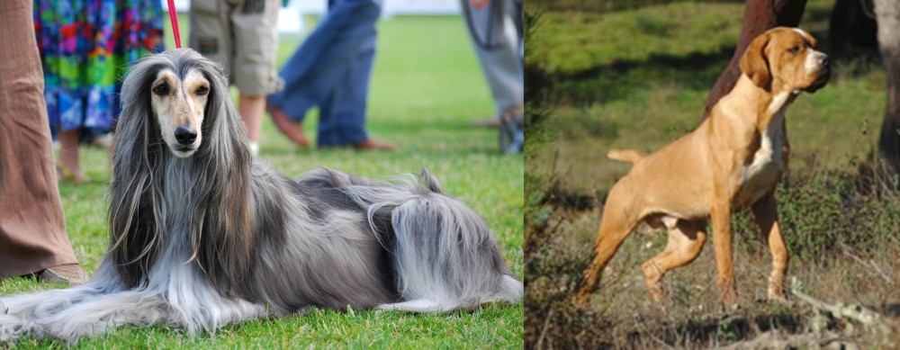 Portuguese Pointer vs Afghan Hound - Breed Comparison
