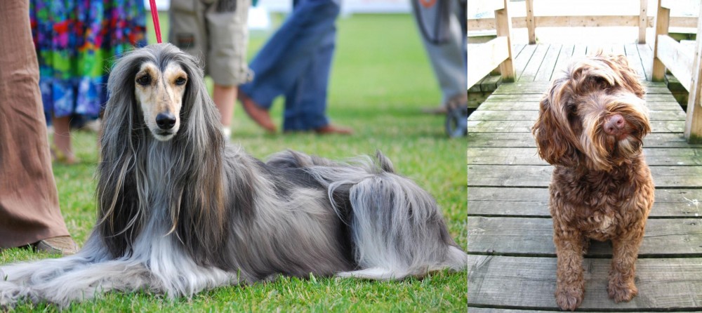 Portuguese Water Dog vs Afghan Hound - Breed Comparison