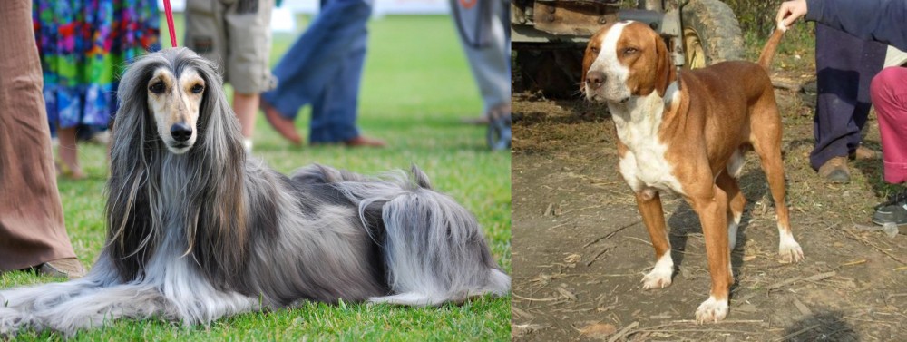 Posavac Hound vs Afghan Hound - Breed Comparison