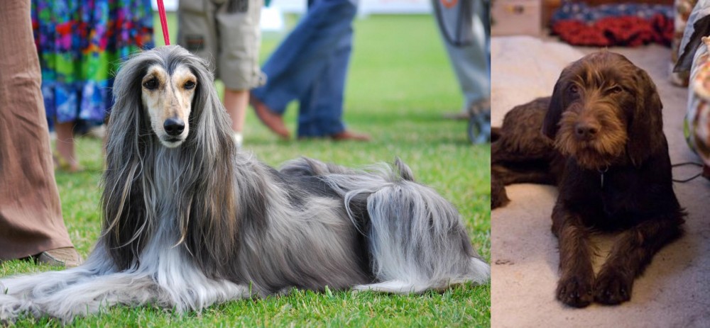 Pudelpointer vs Afghan Hound - Breed Comparison
