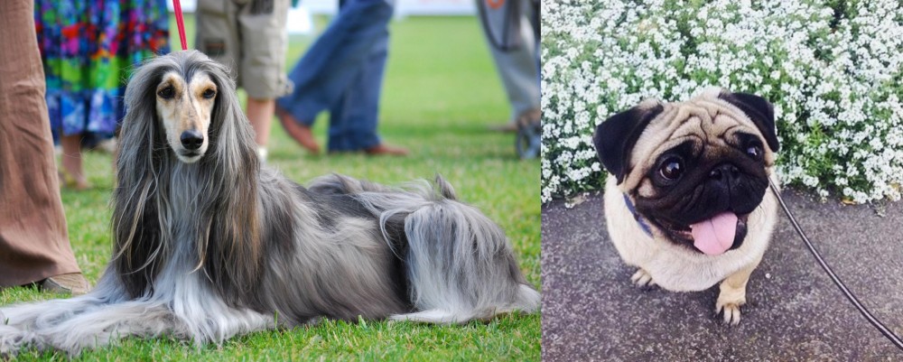 Pug vs Afghan Hound - Breed Comparison