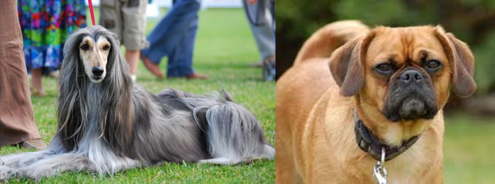 Pugalier vs Afghan Hound - Breed Comparison