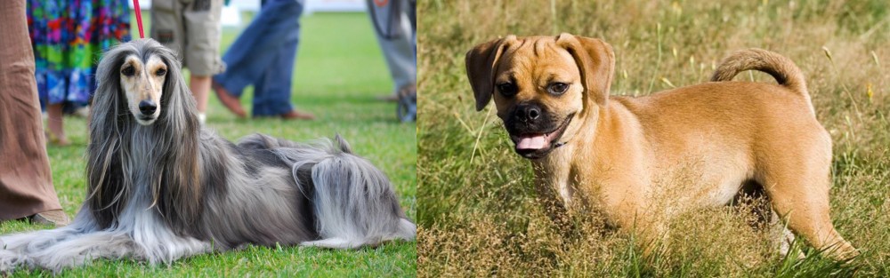 Puggle vs Afghan Hound - Breed Comparison