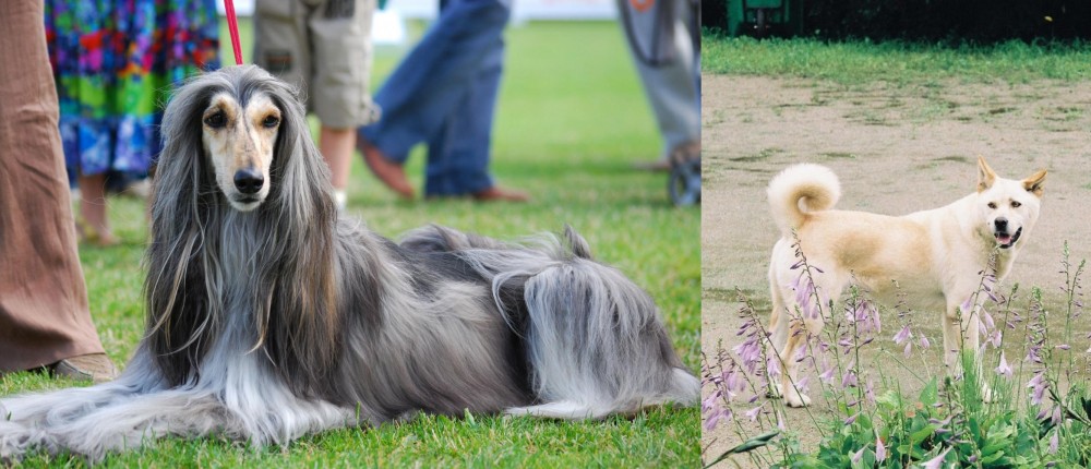 Pungsan Dog vs Afghan Hound - Breed Comparison