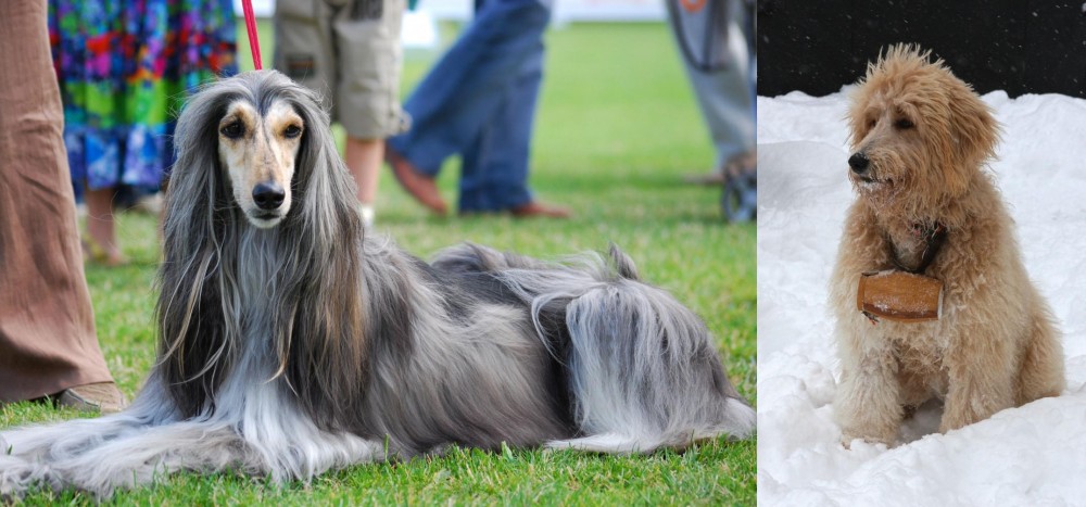 Pyredoodle vs Afghan Hound - Breed Comparison