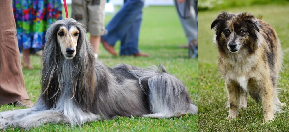 Pyrenean Shepherd vs Afghan Hound - Breed Comparison