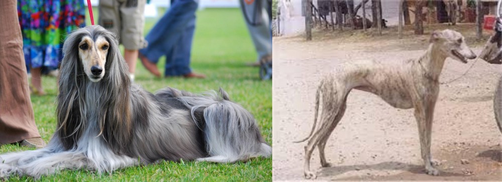 Rampur Greyhound vs Afghan Hound - Breed Comparison